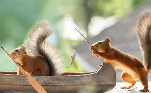 Red Squirrels Interact With My Props While I Photograph Them, And They Make The Cutest Pics (30 New Pics)