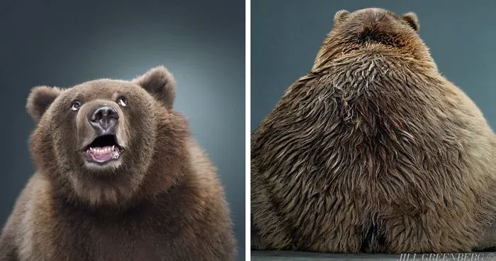 Jill Greenberg Photographed Bears In A Setting You’ve Probably Never Seen Before (30 Pics)