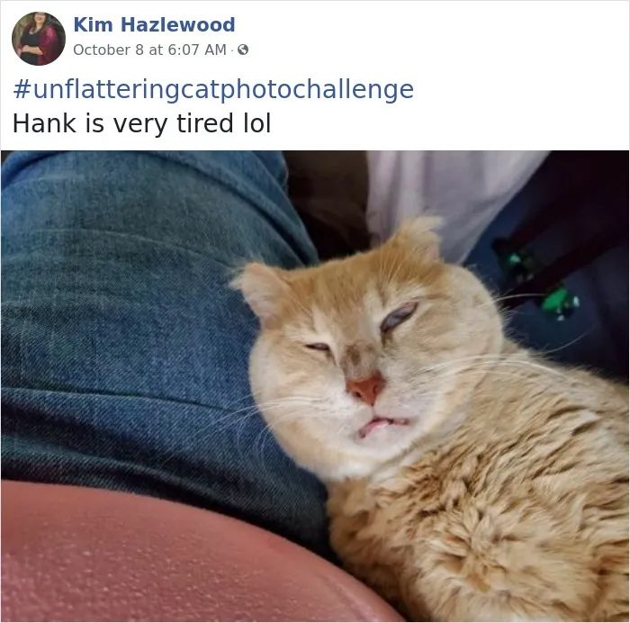 The 'Unflattering Cat Photo Challenge' Is Trending And It's Hilarious How Unphotogenic These Cats Are