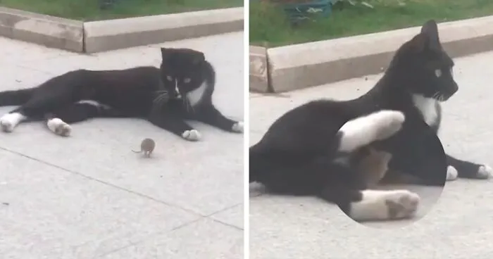 Someone Captures A Real-Life Tom And Jerry: A Mouse Running Up To A Cat To 'Cuddle' After Being Chased Around
