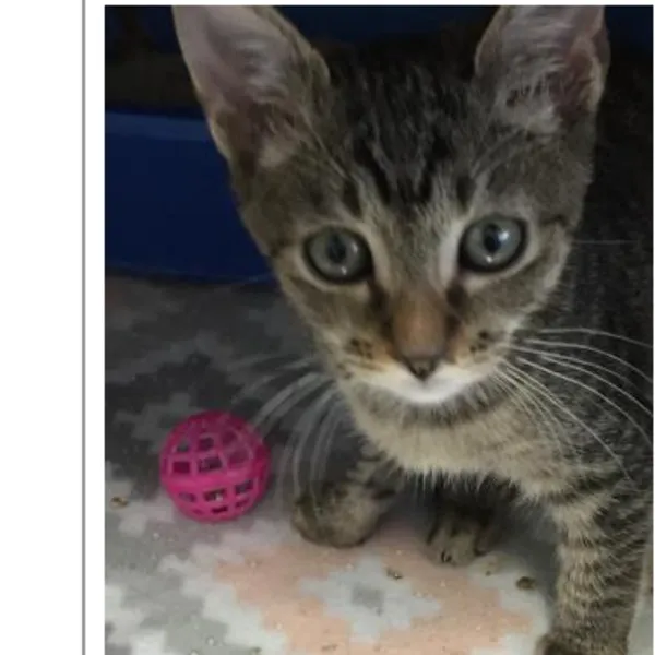 Rescue Cat  Miles