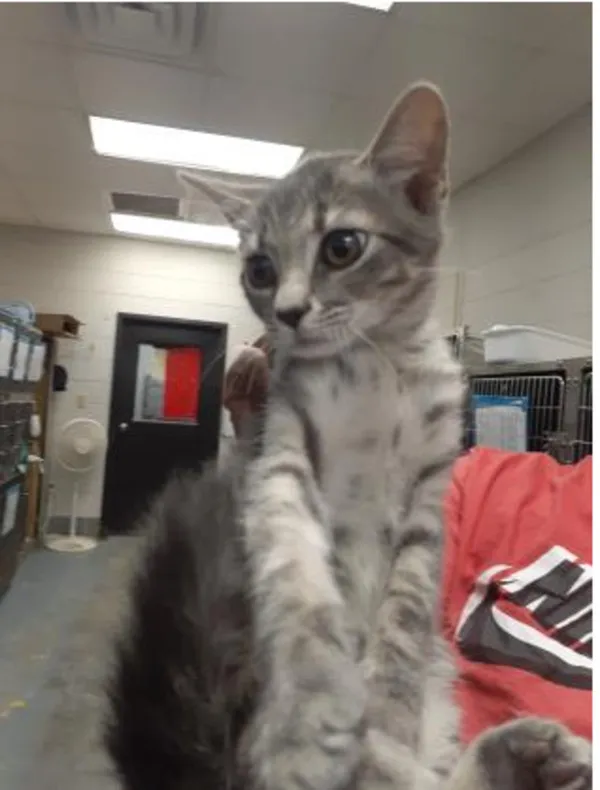 Adopt Winter