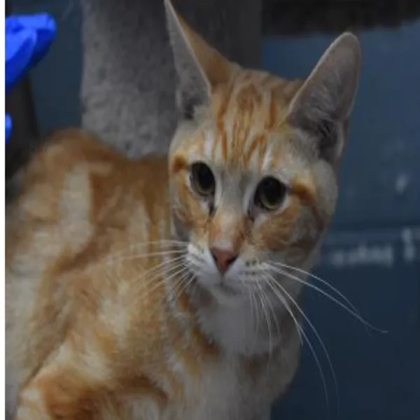 Adopt  Deon