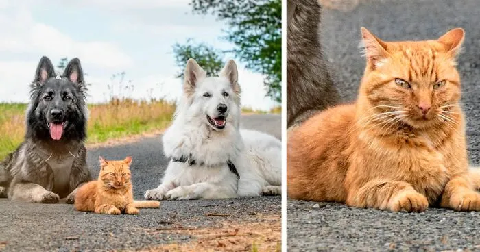 “Salvamos a un gatito, el perro nos ayudó a criarlo y ahora el gato cree que es un perro, es adorable”