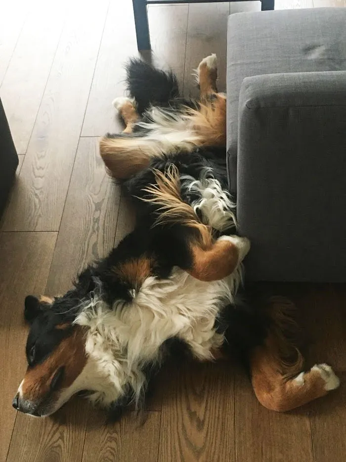 This Is My Dog's Favorite Sleeping Position