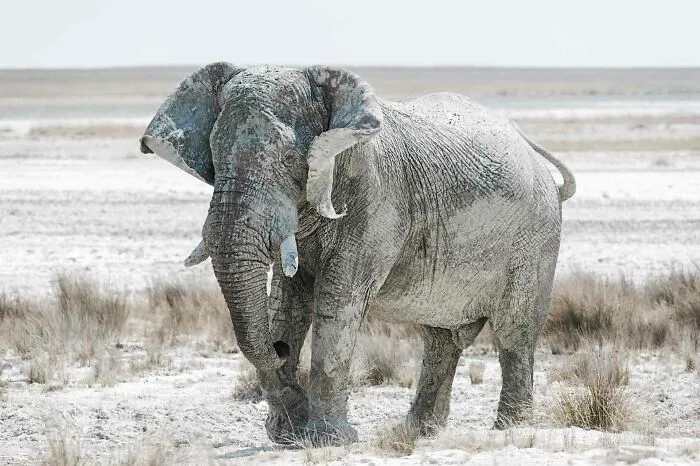 Bull Elephant Edge Of Pan