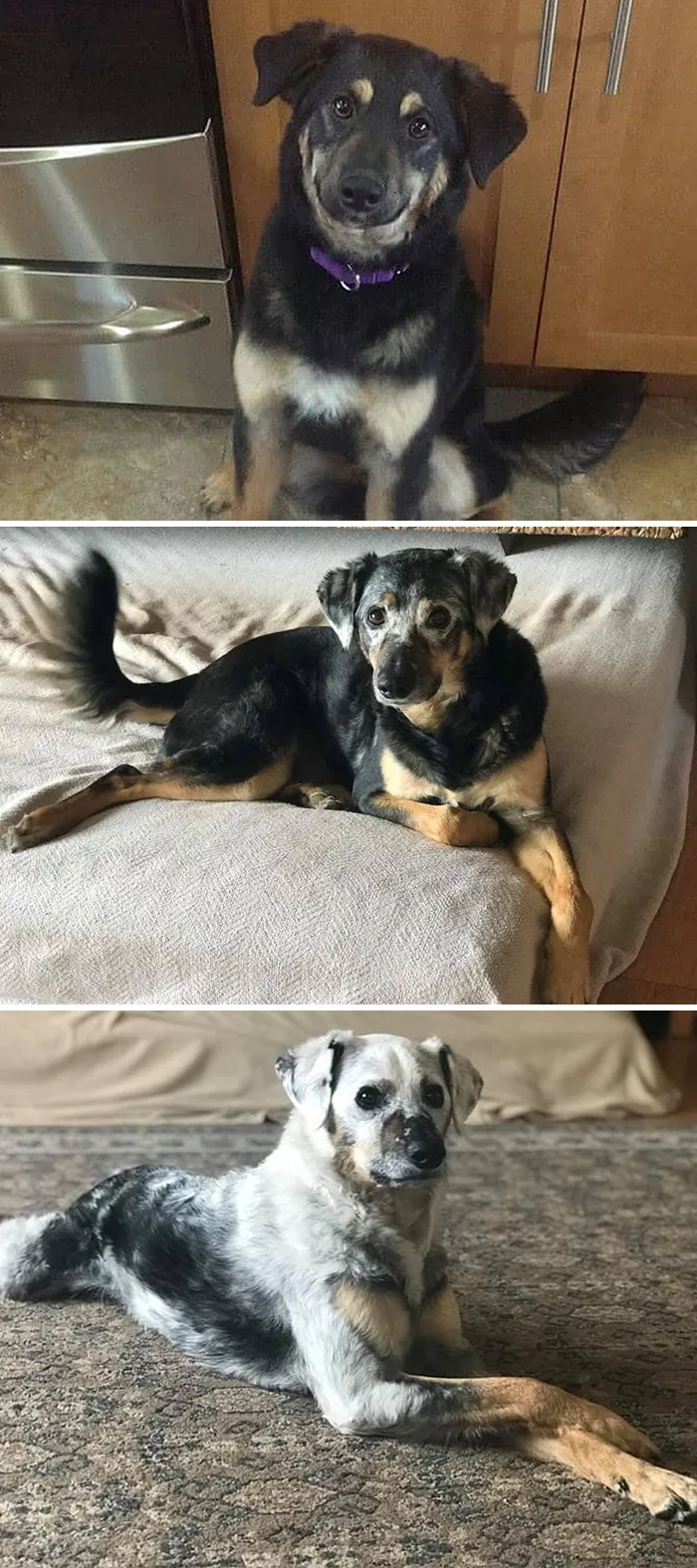 People Are Sharing How Their Pets Have Changed In A Wholesome "Then And Now" Challenge (30 Pics)