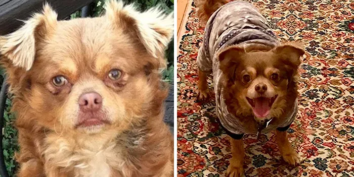 People Are Sharing How Their Pets Have Changed In A Wholesome "Then And Now" Challenge (30 Pics)