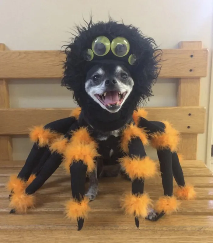 A Spooktacular Spider Costume