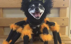 40 Pets That Rocked Their Halloween Costumes