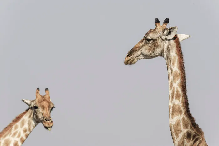 Two Giraffe