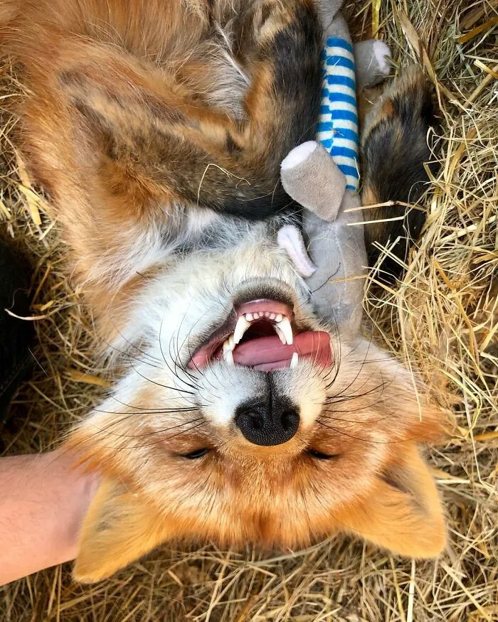 Wild Fox Becomes A Loyal Friend To A Guy Who Saved Him From A Fur Farm (40 Pics)