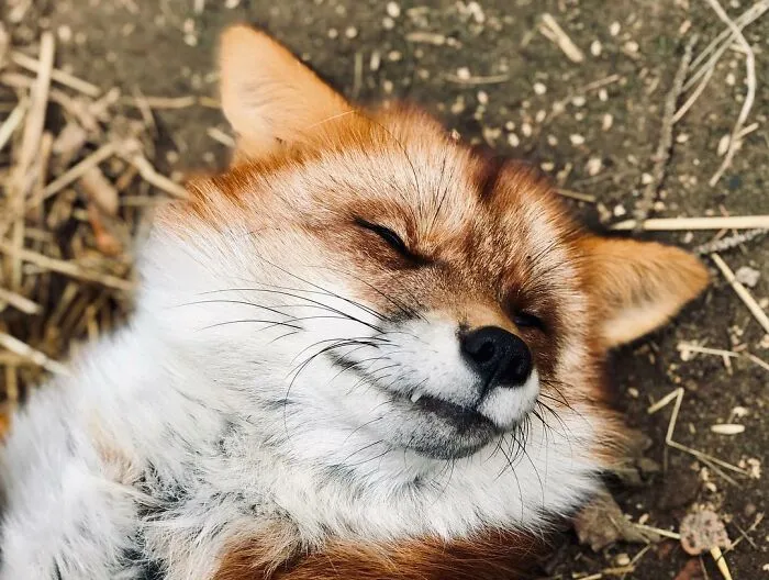 Wild Fox Becomes A Loyal Friend To A Guy Who Saved Him From A Fur Farm (40 Pics)
