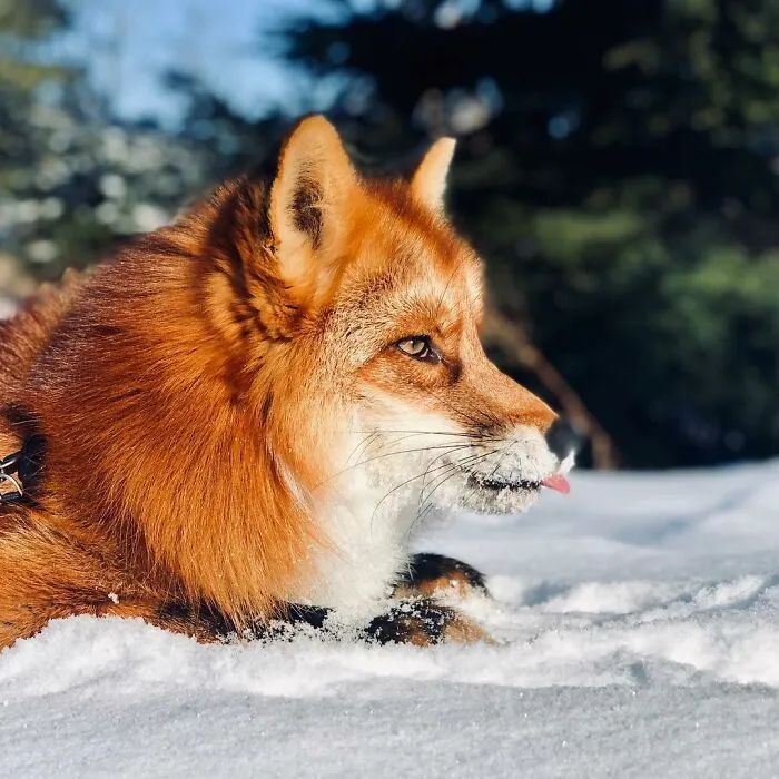 Wild Fox Becomes A Loyal Friend To A Guy Who Saved Him From A Fur Farm (40 Pics)