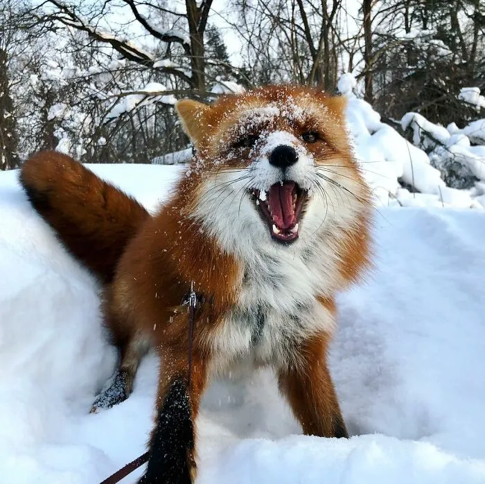 Wild Fox Becomes A Loyal Friend To A Guy Who Saved Him From A Fur Farm (40 Pics)