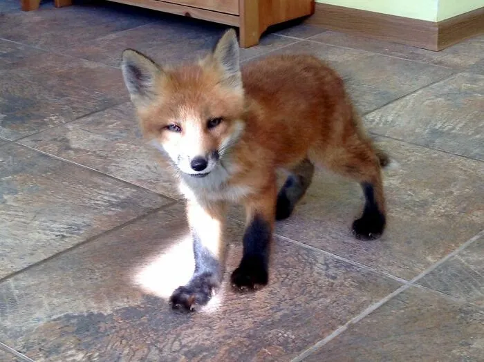 Wild Fox Becomes A Loyal Friend To A Guy Who Saved Him From A Fur Farm (40 Pics)