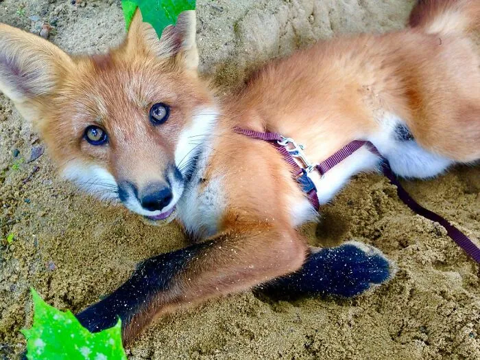 Wild Fox Becomes A Loyal Friend To A Guy Who Saved Him From A Fur Farm (40 Pics)