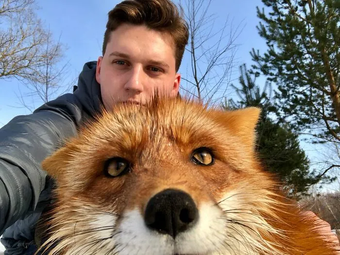 Wild Fox Becomes A Loyal Friend To A Guy Who Saved Him From A Fur Farm (40 Pics)