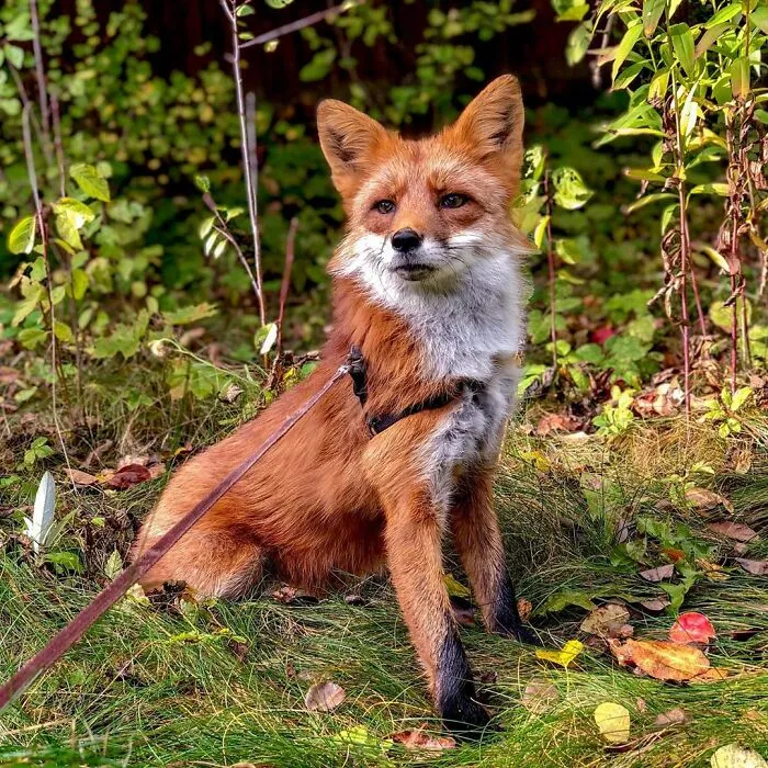 Wild Fox Becomes A Loyal Friend To A Guy Who Saved Him From A Fur Farm (40 Pics)