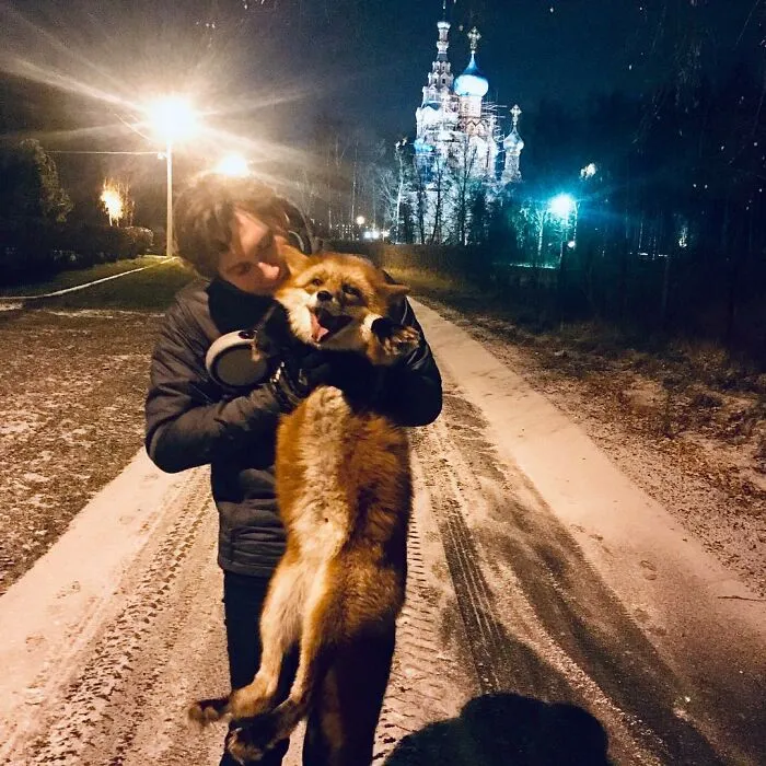 Wild Fox Becomes A Loyal Friend To A Guy Who Saved Him From A Fur Farm (40 Pics)