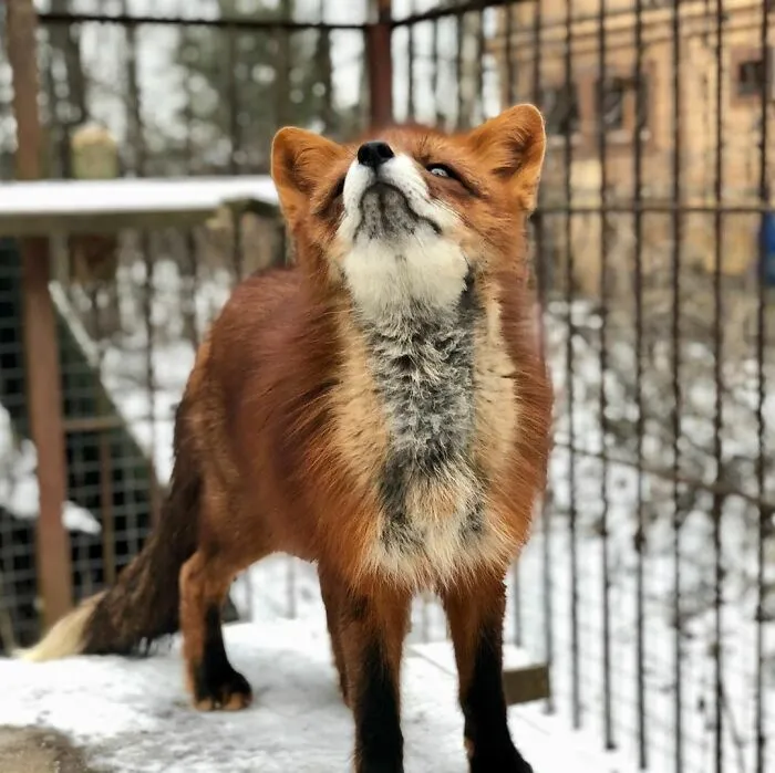 Wild Fox Becomes A Loyal Friend To A Guy Who Saved Him From A Fur Farm (40 Pics)