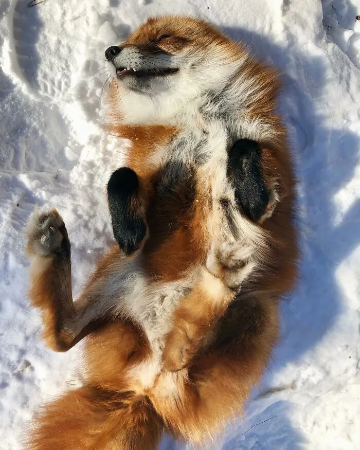 Wild Fox Becomes A Loyal Friend To A Guy Who Saved Him From A Fur Farm (40 Pics)