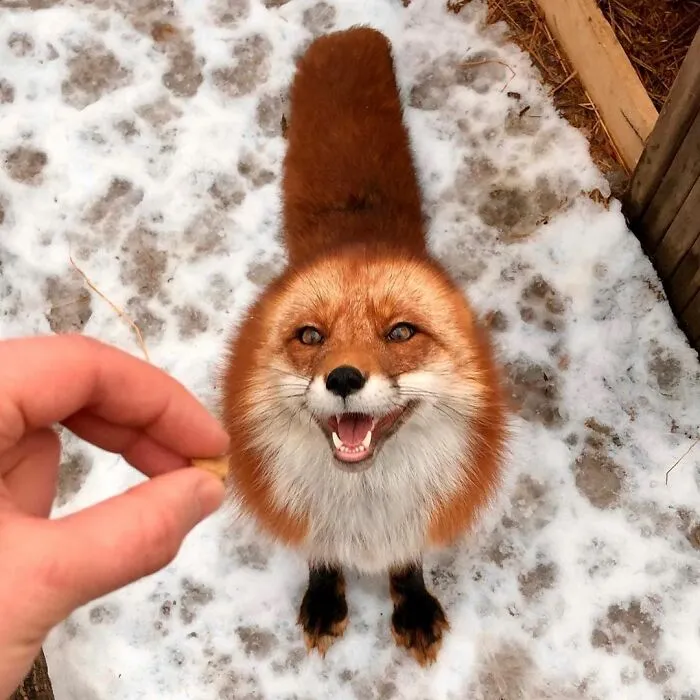 Wild Fox Becomes A Loyal Friend To A Guy Who Saved Him From A Fur Farm (40 Pics)