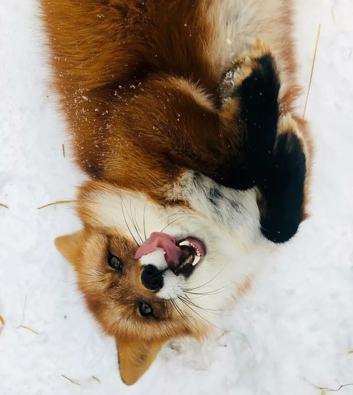 Wild Fox Becomes A Loyal Friend To A Guy Who Saved Him From A Fur Farm (40 Pics)