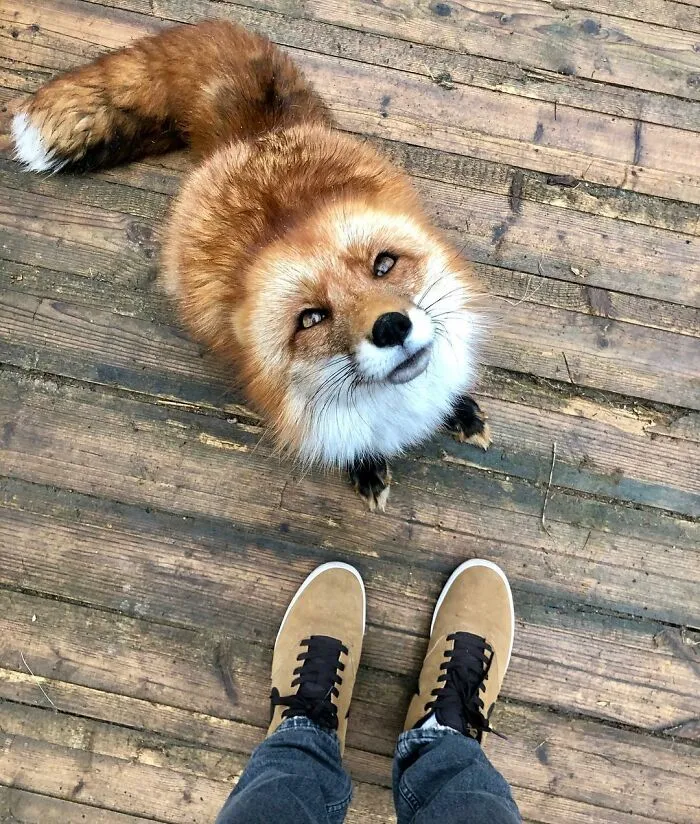 Wild Fox Becomes A Loyal Friend To A Guy Who Saved Him From A Fur Farm (40 Pics)