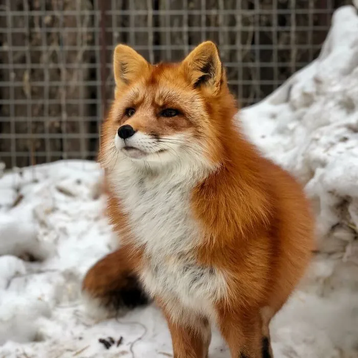 Wild Fox Becomes A Loyal Friend To A Guy Who Saved Him From A Fur Farm (40 Pics)