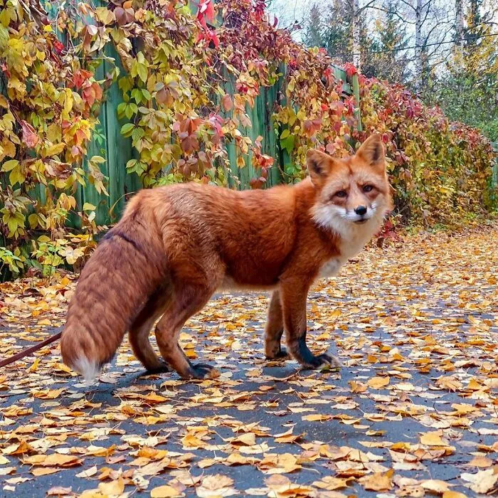 Wild Fox Becomes A Loyal Friend To A Guy Who Saved Him From A Fur Farm (40 Pics)