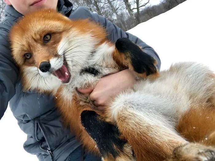 Wild Fox Becomes A Loyal Friend To A Guy Who Saved Him From A Fur Farm (40 Pics)