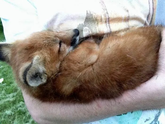 Wild Fox Becomes A Loyal Friend To A Guy Who Saved Him From A Fur Farm (40 Pics)