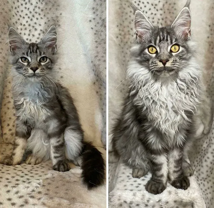 Adoptamos a Nova hace 12 semanas y aquí está lo mucho que ha crecido