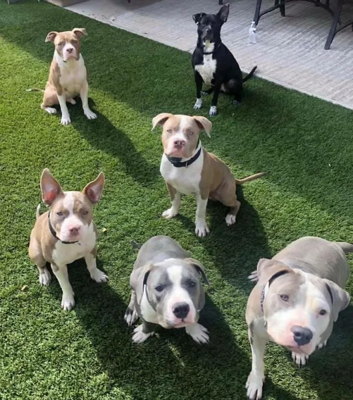 25 De las más reconfortantes respuestas al desafío "No quería un perro"