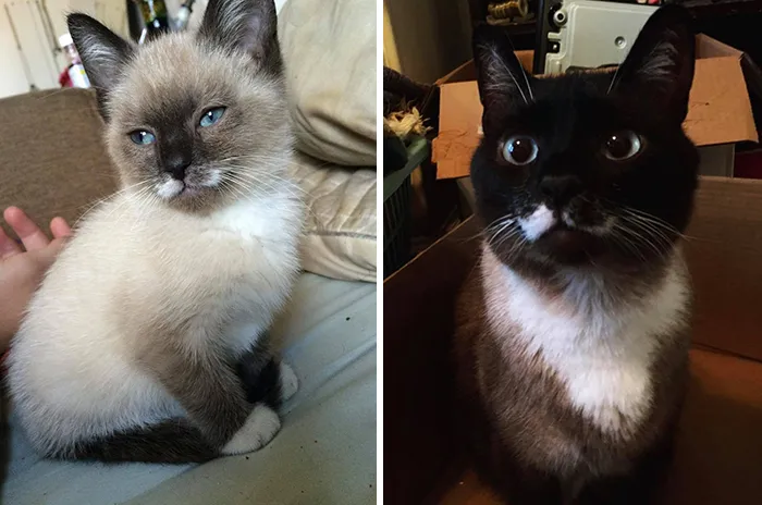 People Are Sharing How Their Pets Have Changed In A Wholesome "Then And Now" Challenge (30 Pics)