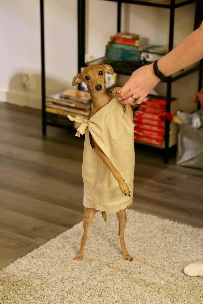 Es el cumpleaños de mi perro y le he disfrazado de Dobby