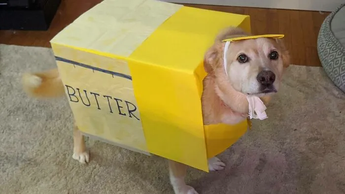 Se llama Butter, así que lo disfrazamos de mantequilla
