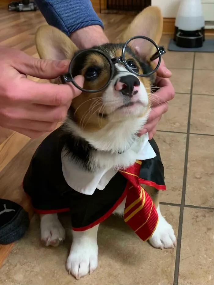 Preparando el disfraz, el problema son las gafas
