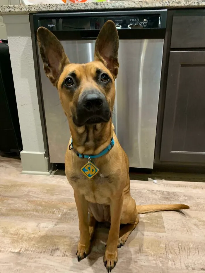 Scooby Doo