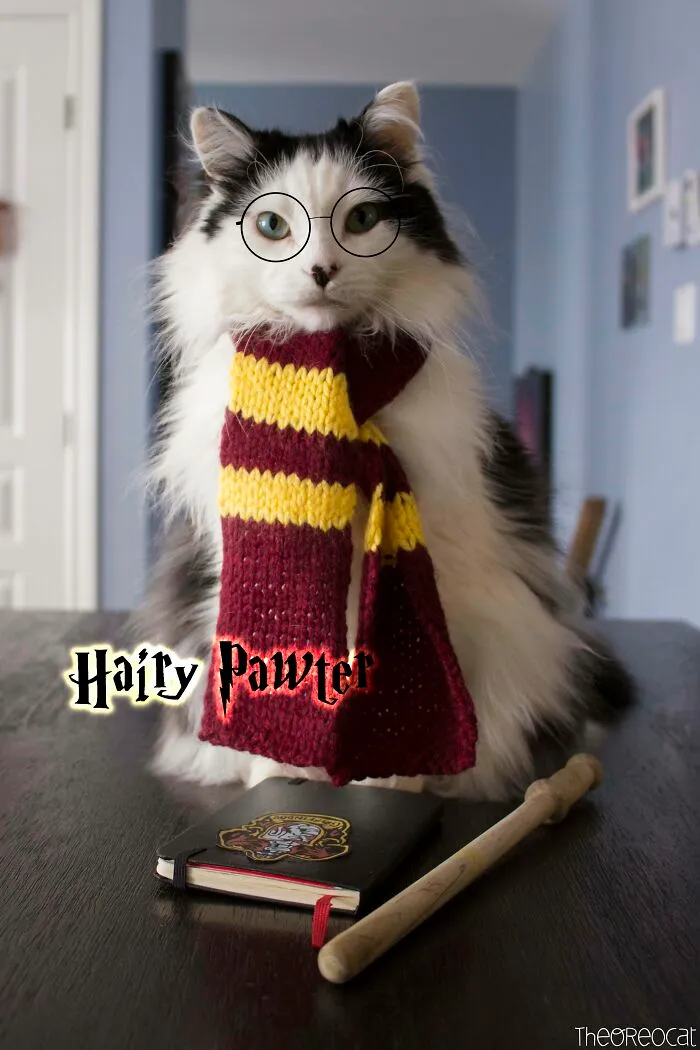 Harry Potter