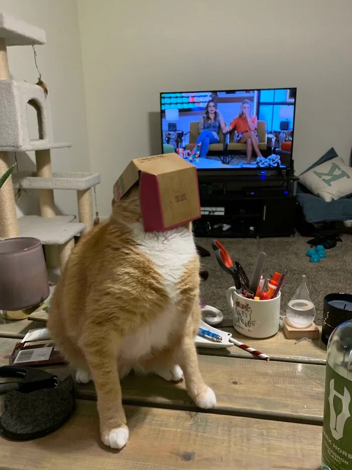 Got Mcdonald’s And My Cat Decided To Stick His Head In The Empty Nugget Container