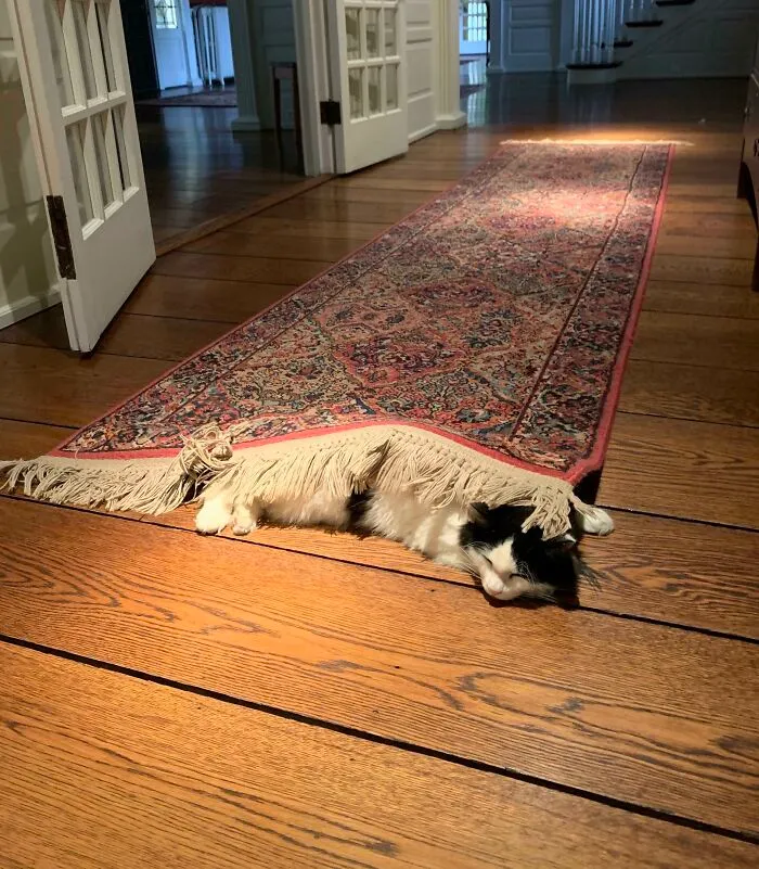 Reggie Loves Rugs