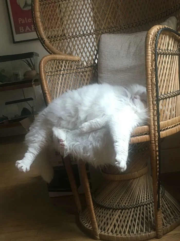 He’s Sitting But He Does Not Fit