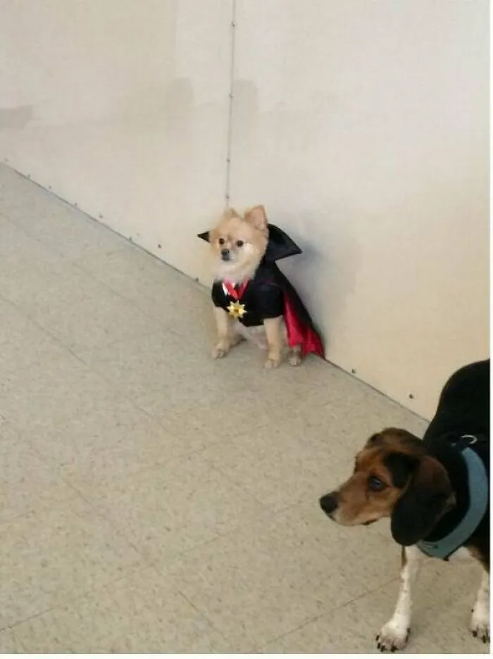 Today Was A Costume Party At My Dog's Daycare But He Was The Only One Dressed Up. He's Traumatized