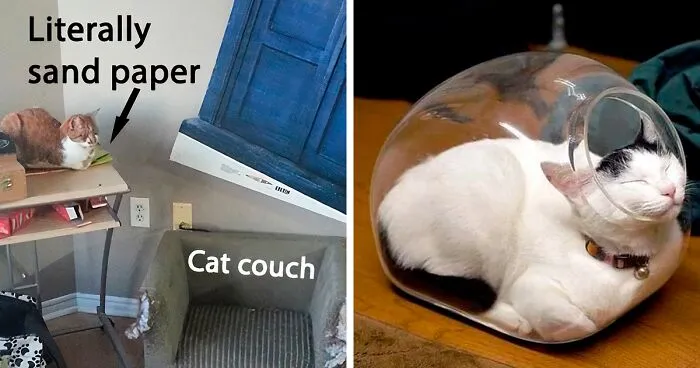 50 Funny Examples Of Cat Beds And Cat Logic