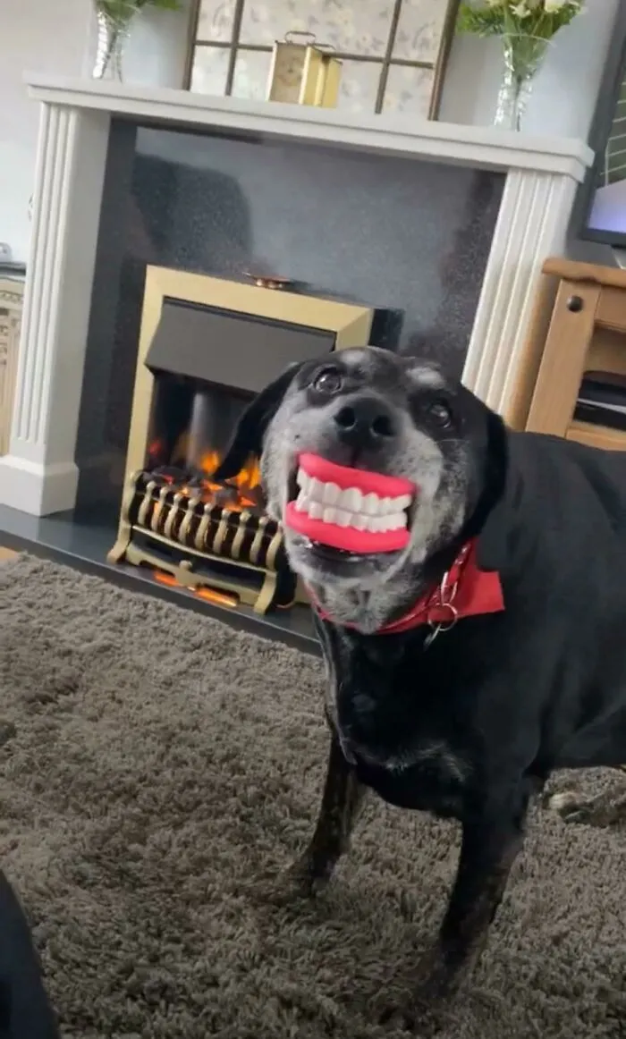 My Dog's Favorite Toy. Watching The Faces Of People Who Are Walking Past When My Dog Is Staring Out The Window With Them In His Mouth Is Brilliant