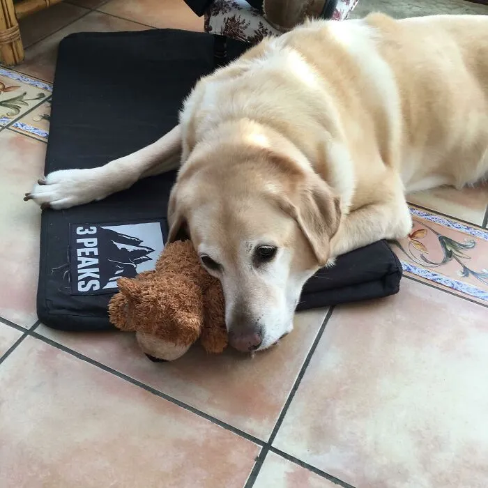 The Teddy Used To Be His Sister’s Before She Died. Now Eddie Carries It Around With Him And It’s The Only Toy He’s Never Destroyed