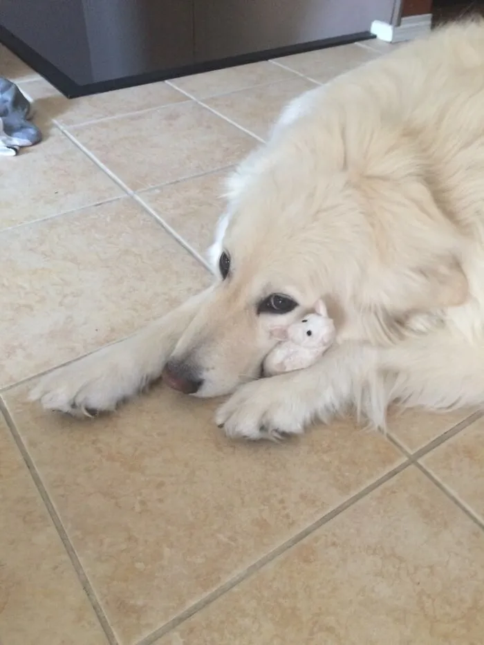 This Is The Only Toy He Doesn't Rip To Shreds