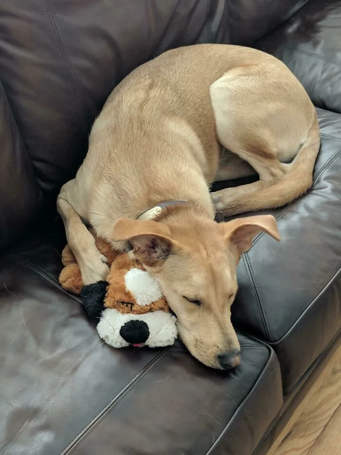 How I Found Him Moments After I Changed The Batteries In His Snuggle Buddy, A Toy With A Little Heartbeat He's Had Since He Was 3 Months Old